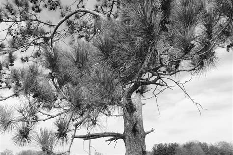 Kettle Moraine State Forest Lapham Peak Unit Fujifilm X10