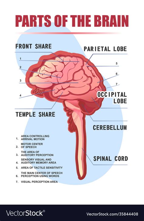 Parts brain educational scheme Royalty Free Vector Image