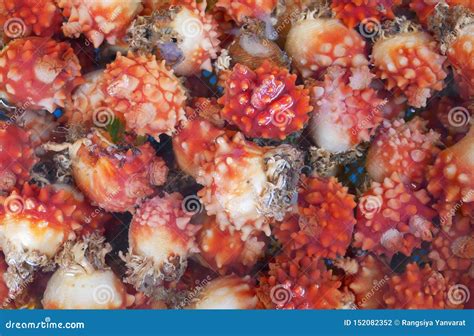 Sea Squirt At Jagalchi Fish Market Busan Korean Republic Stock Photo