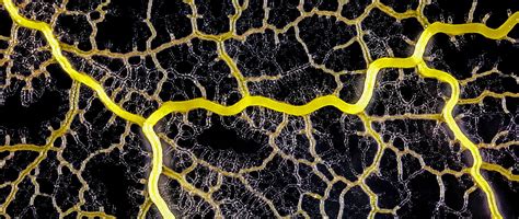 The Slime Mold Physarum Polycephalum Forms A Network Of Cytoplasmic Veins As It Spreads Across A