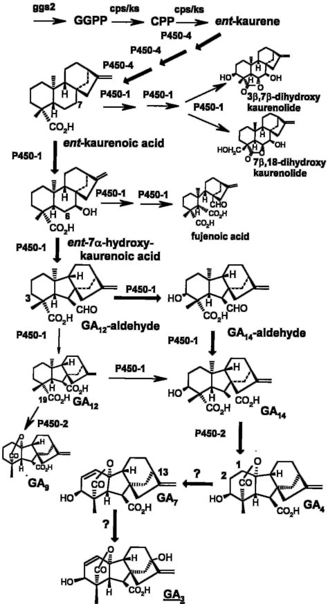 Biosynthesis Of Ga And Byproducts The Steps Catalyzed By Each Enzyme