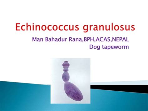 Echinococcus Granulosus PPT