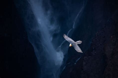 Fallados Los Premios Del Concurso De Fotograf A De Naturaleza