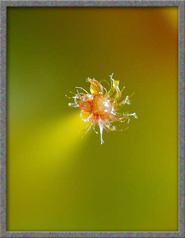 A Close Up View Of The Geraldton Waxflower