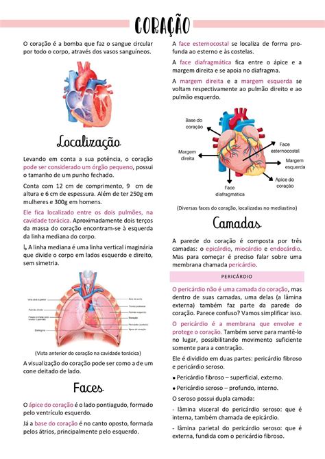 Mapas Mentais Sobre Sistema Cardiovascular Artofit Hot Sex Picture