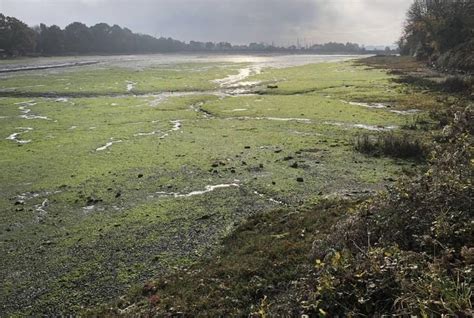 Prolifération Dalgues Vertes En Bretagne à Quoi Sattendre Pour Lété 2023 Guingamp