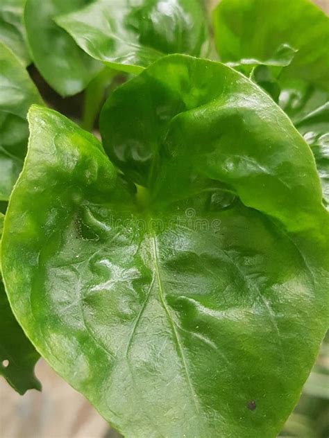 Brazilian Spinach Cultivation In Hydroponic System Stock Image Image