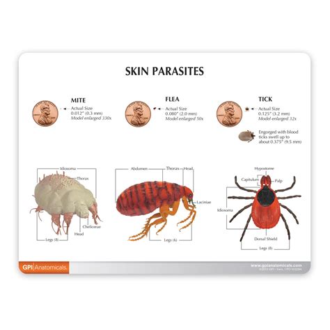 Canine Skin Parasites Model – GPI 3D Anatomy