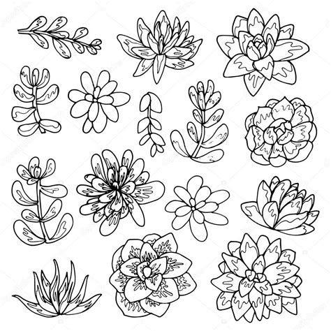 Succulent Flowers Line Art Drawing Set Stock Vector Julija Grozyan