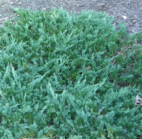 Juniperus Horizontalis Wiltonii Creeping Juniper Blue Rug Pots