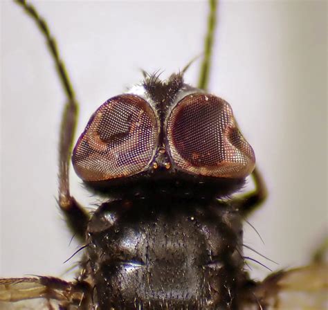 Freraea Gagatea Male Head Yardley Hastings Northants Flickr