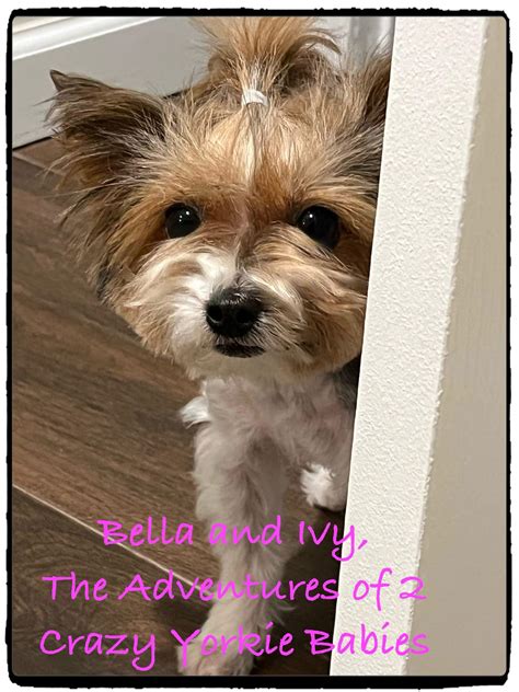 Is... - Bella & Ivy, The Adventures of 2 Crazy Yorkie Babies | Facebook