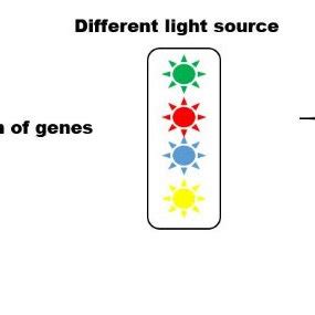 Strategic applications of Optogenetics strategy in different ...