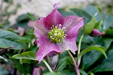 Blumenzwiebeln und Knollen wie Helleborus für Wildbienen pflanzen