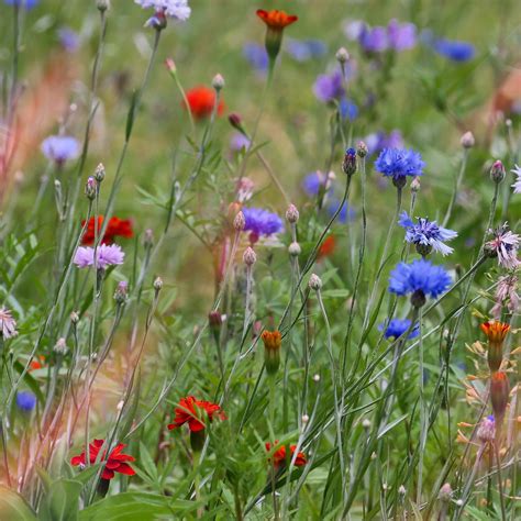 Bunga Bunga Padang Rumput Alam Foto Gratis Di Pixabay Pixabay