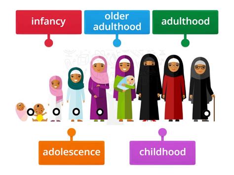 Stages of Human Life Cycle - Labelled diagram