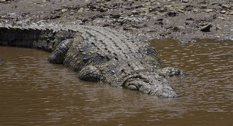 Conhe A O Crocodilo Gigante Que Pode Ter Matado Pelo Menos Pessoas