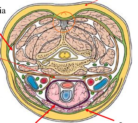 Neck Fascia Diagram Quizlet