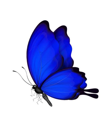 Butterfly Insect - blue butterfly png download - 541*600 - Free ...