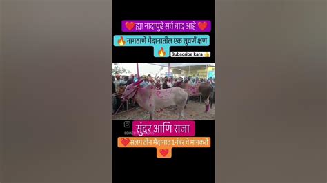 राजा आणि सुंदर 👑 A1 जोडी 👑 ️ महाराष्ट्र किंग राजा आणि सुंदर 🔥 ️ Viral