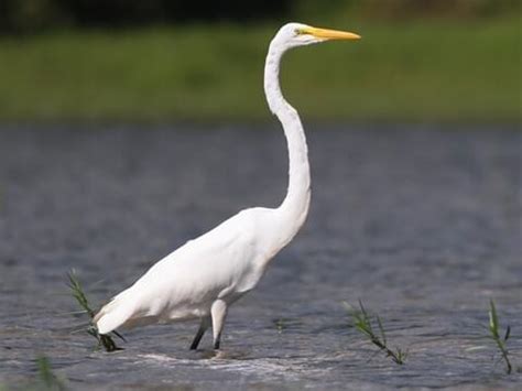 11 White Birds In Florida You’re Most Likely To Spot - Animal Hype