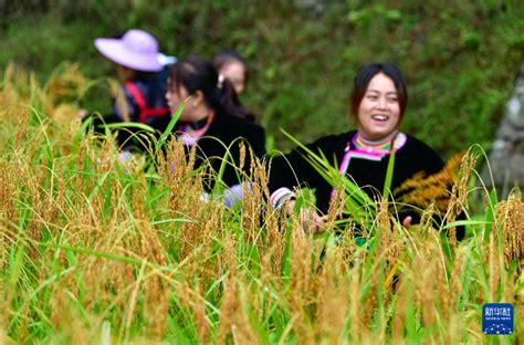 贵州从江：侗寨香禾糯喜获丰收 新华网