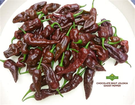 Bhut Jolokia Chocolate Seeds – Sandia Seed Company