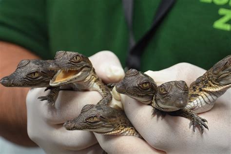 Newly Hatched Philippine Crocodiles Crocodylus Mindorensis At The