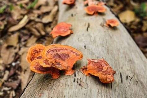 Picnoporus Sanguineus Mushroom Foto De Archivo Imagen De Fauna Suelo