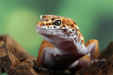 Premium Photo | Leopard gecko lizard closeup