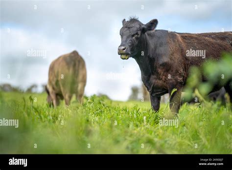 Agriculture Field Beef Cows In A Field Wagyu Cattle Herd Grazing On