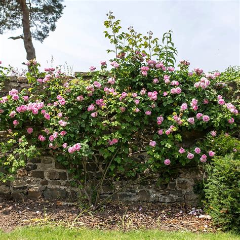 Constance Spry | English Climbing Rose | David Austin Roses