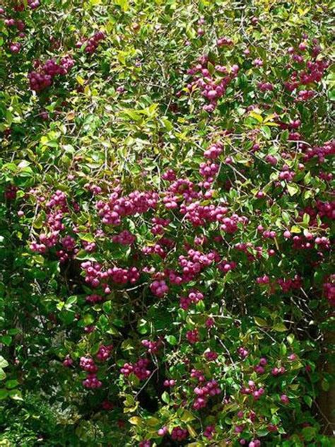 Syzygium Smithii Narrow Leaved Lilly Pilly Monkey Apple Etsy