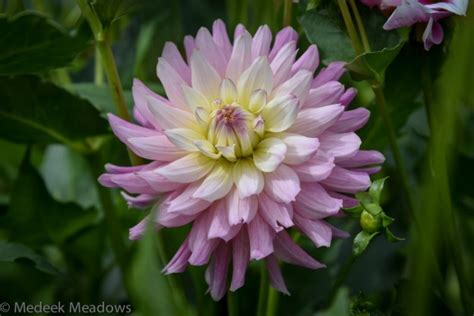 Dahlia Miss Teagan Medeek Meadows Dahlia Farm