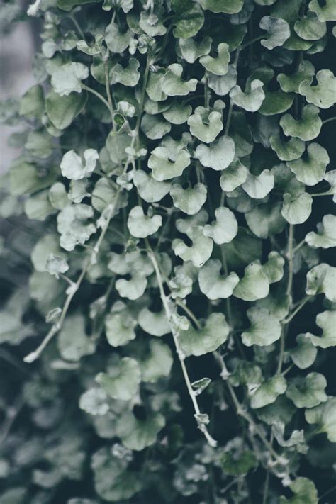 How To Grow And Care For Dichondra 'Silver Falls'