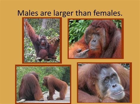 Ppt All About Orangutans Powerpoint Presentation Free Download Id