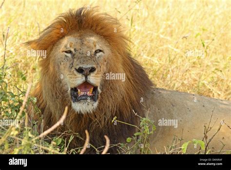 A Male Lion Panthera Leo Resting In The Shade Stock Photo Alamy