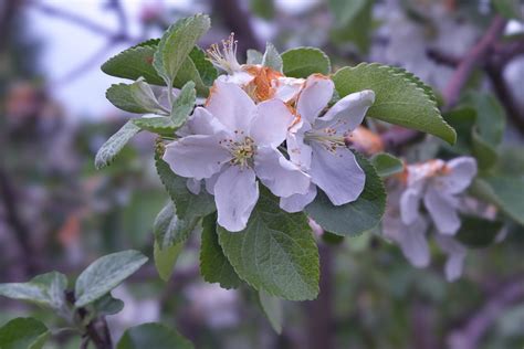 Apfelblüte Wann wo blüht sie Regionen Einflussfaktoren