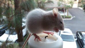 St Porn Crush Porn Pic