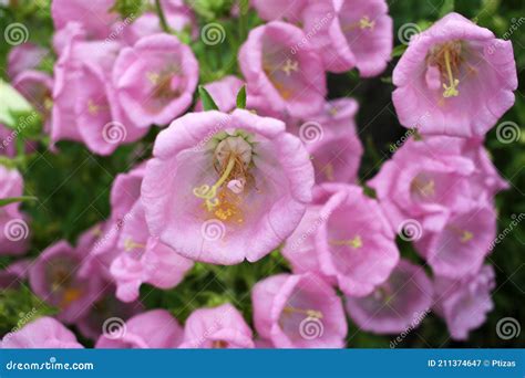 Campanula Champion Pink Canterbury Bells Or Bellflower In The Spring