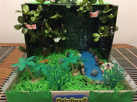 Rainforest In A Shoebox Habitats Projects Rainforest Biome