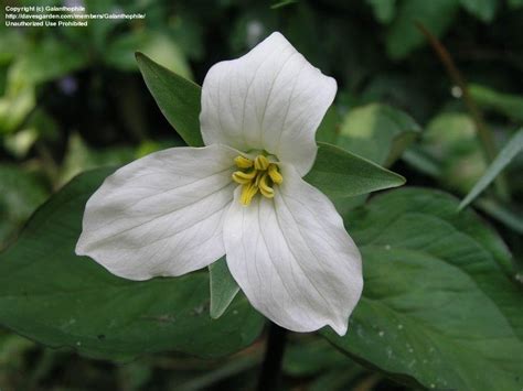 Plantfiles Pictures Trillium Species American Wood Lily Great White