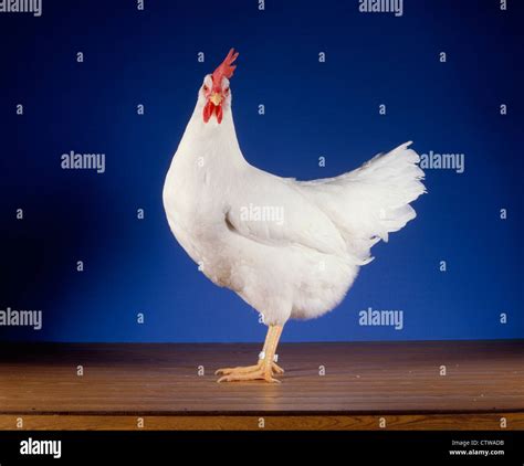 Single Comb White Leghorn Hen Pennsylvania Farm Show Harrisburg