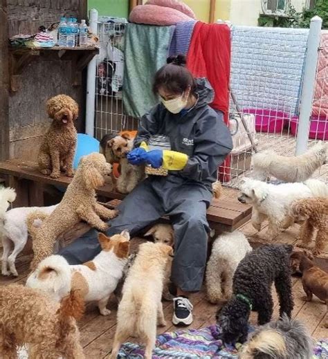 서동주 선한 영향력 유기견 보호소 봉사곁에만 있어도 행복