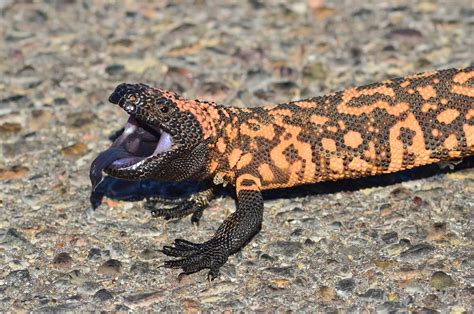 Monstruo de Gila saurio mexicano venenoso en peligro de extinción