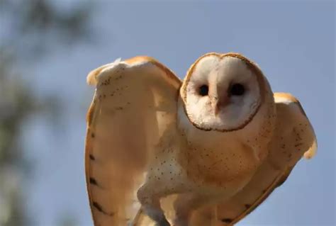 Chouette Effraie T Alba Tout Savoir Sur Cet Oiseau