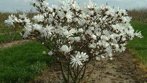 Magnolia stellata - Alchetron, The Free Social Encyclopedia