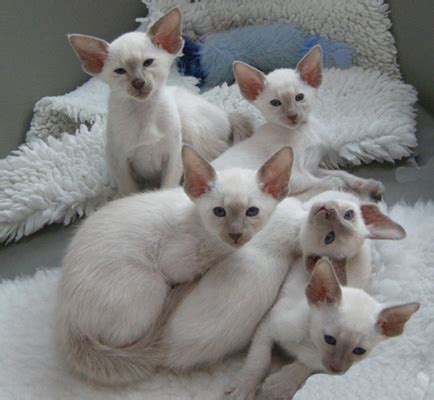 Lilac Point Siamese Cats - Siamese Cats and Kittens