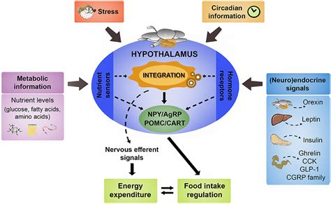 Frontiers Hypothalamic Integration Of Metabolic Endocrine And