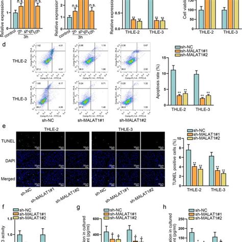 Downregulated MALAT1 Affects Viability Apoptosis And Inflammatory